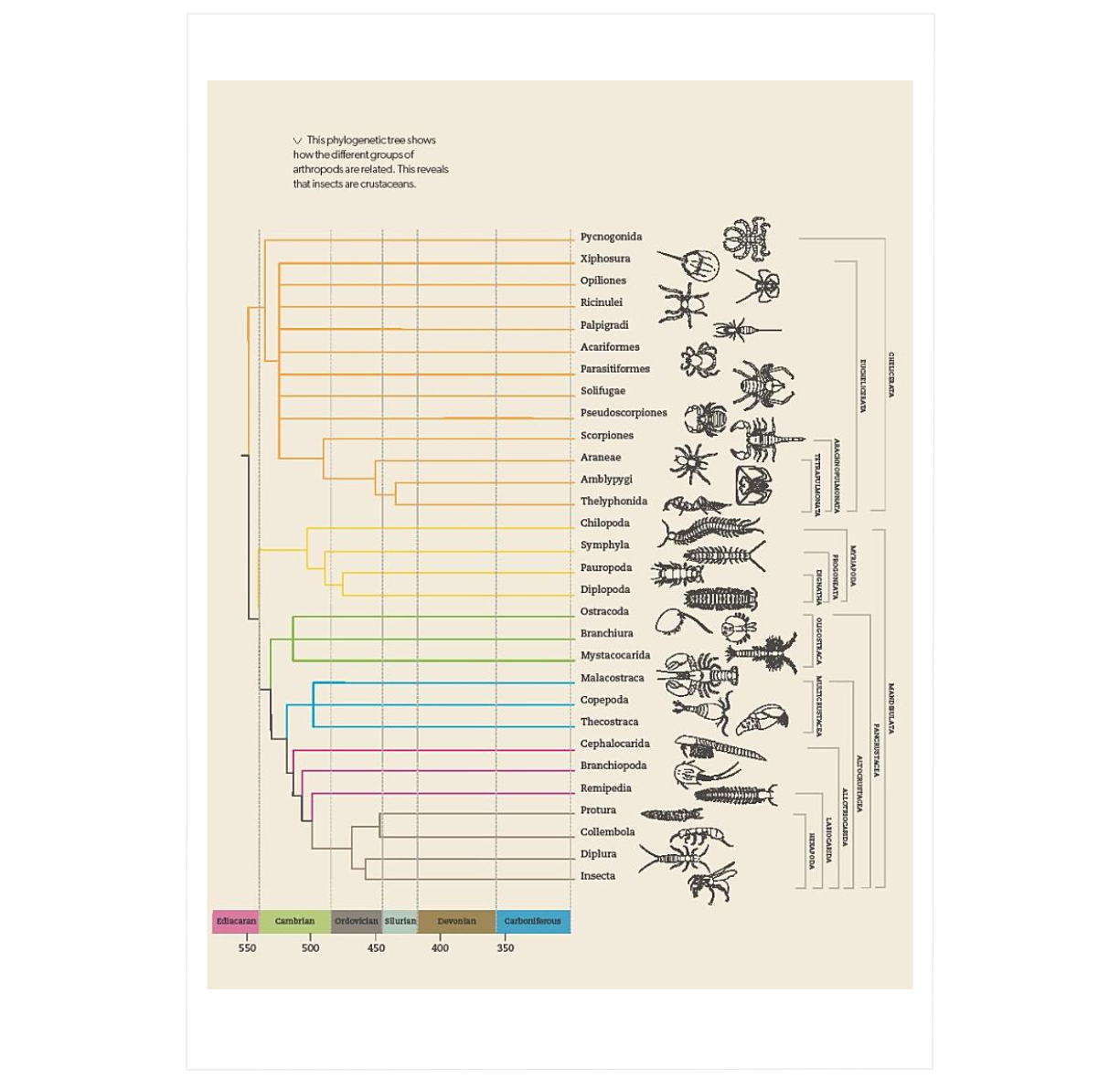Do Limite Insect What Insects Do, and Why ²⁶ - BIOWEB USA