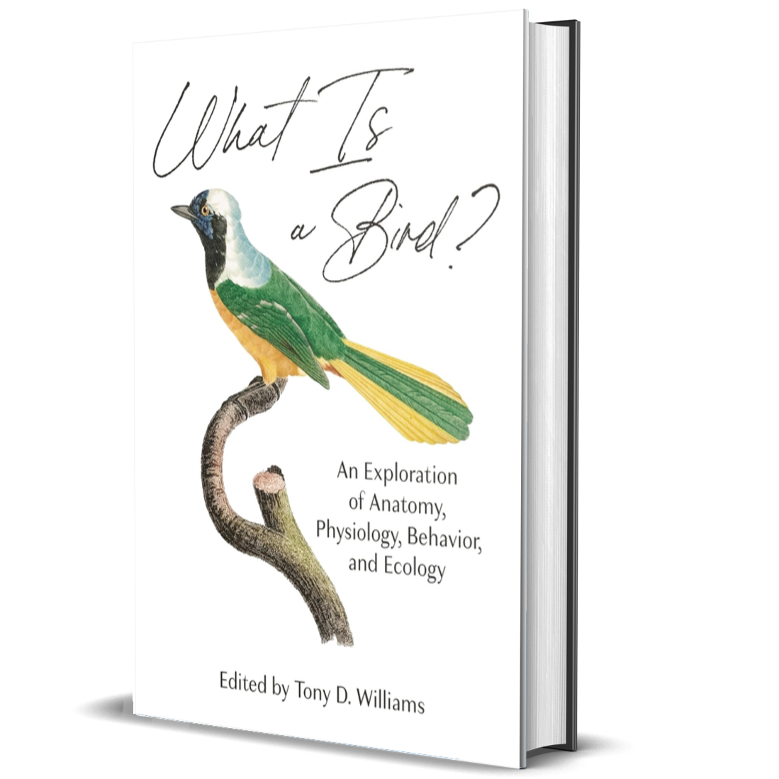 What Is a Bird?: An Exploration of Anatomy, Physiology, Behavior, and Ecology
