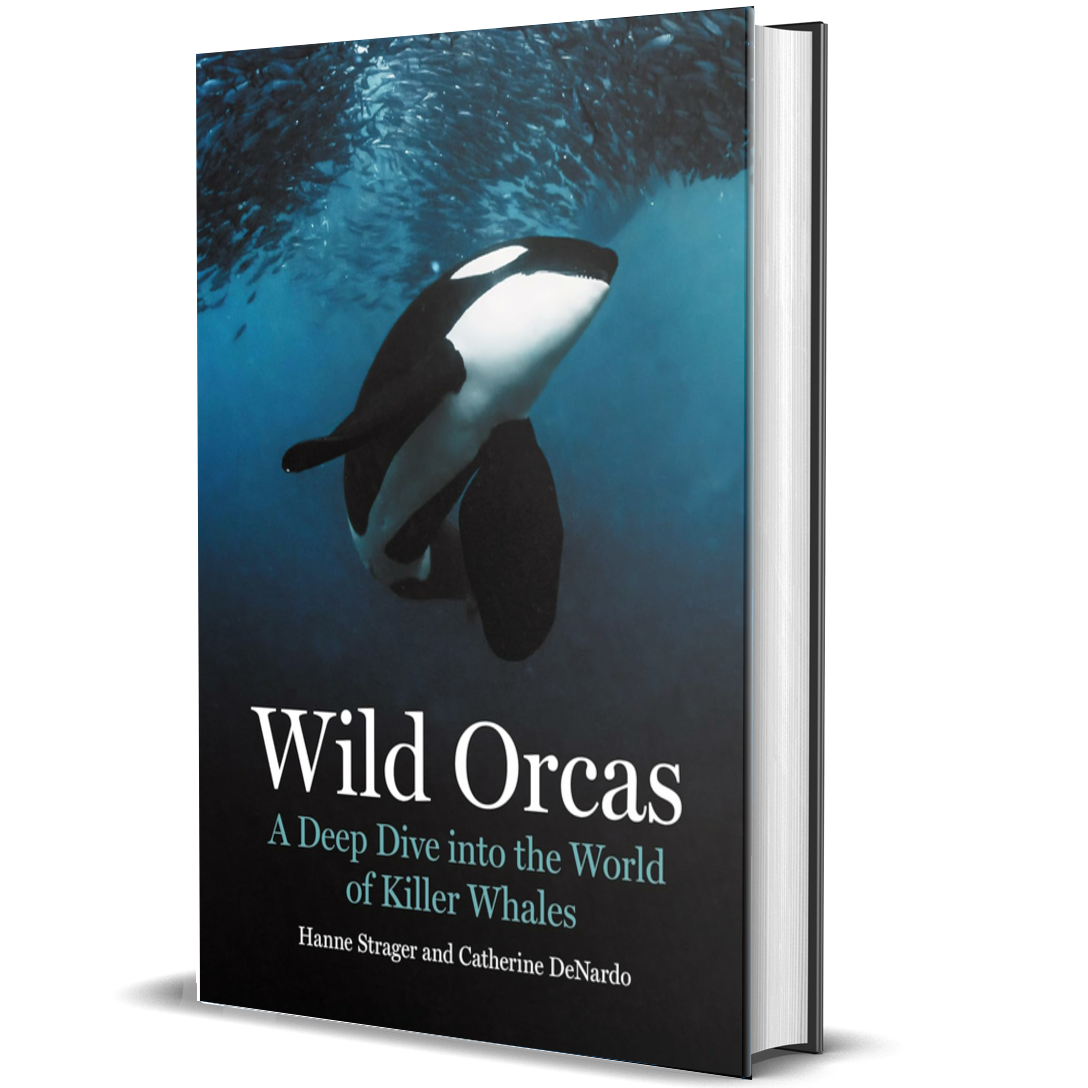 Wild Orcas: A Deep Dive into the World of Killer Whales ²⁶