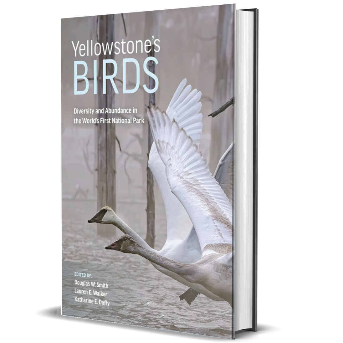 Yellowstone’s Birds