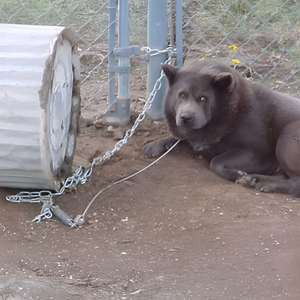Collarum Humane Canine Capture Devices 