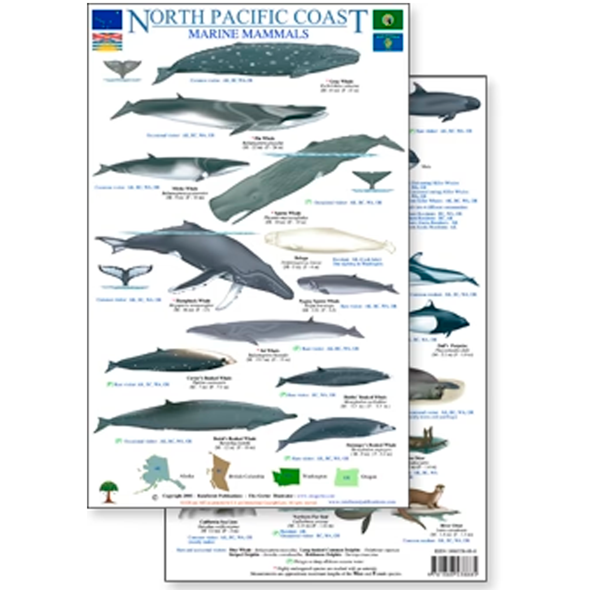 The North Pacific Marine Mammals field