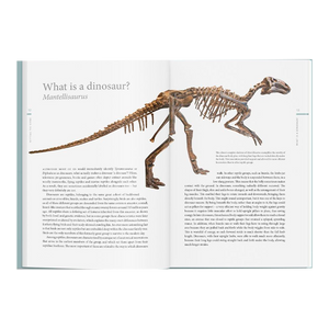 A History of Dinosaurs in 50 Fossils