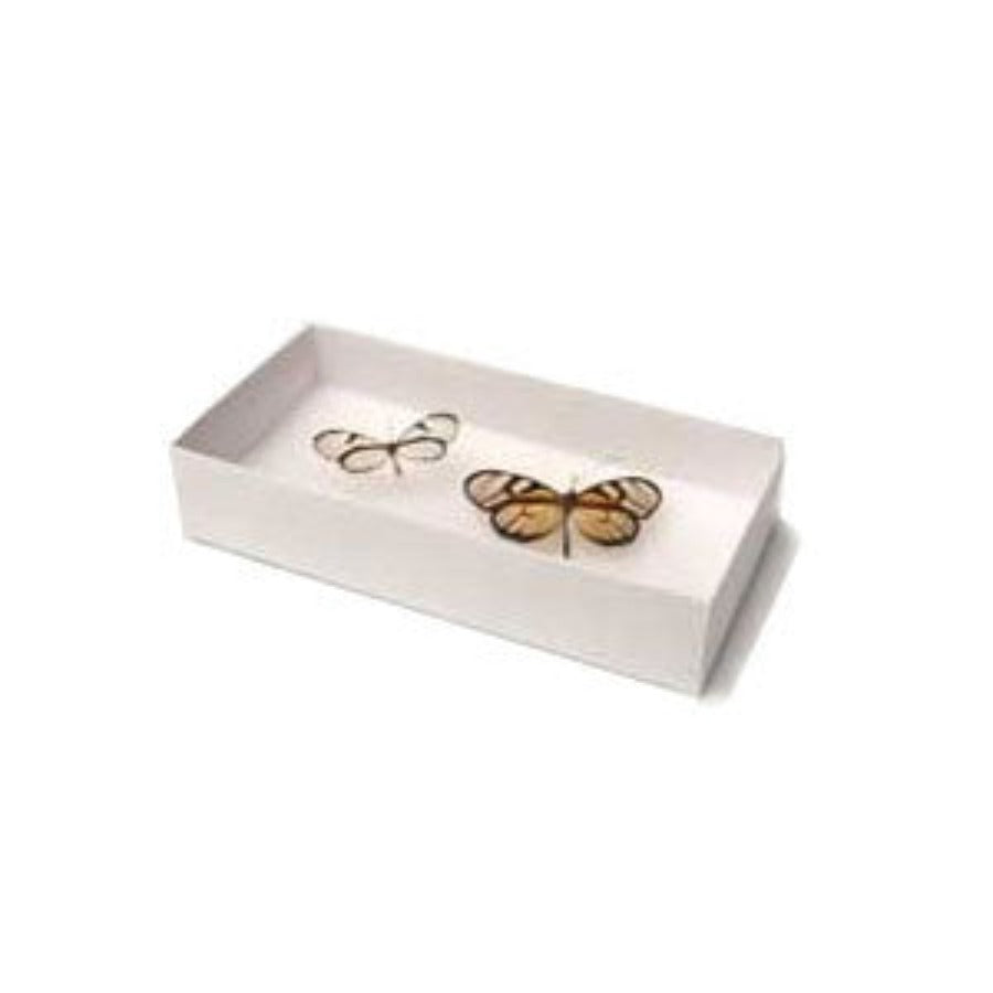 Entomological Tray Boxes x 10 units
