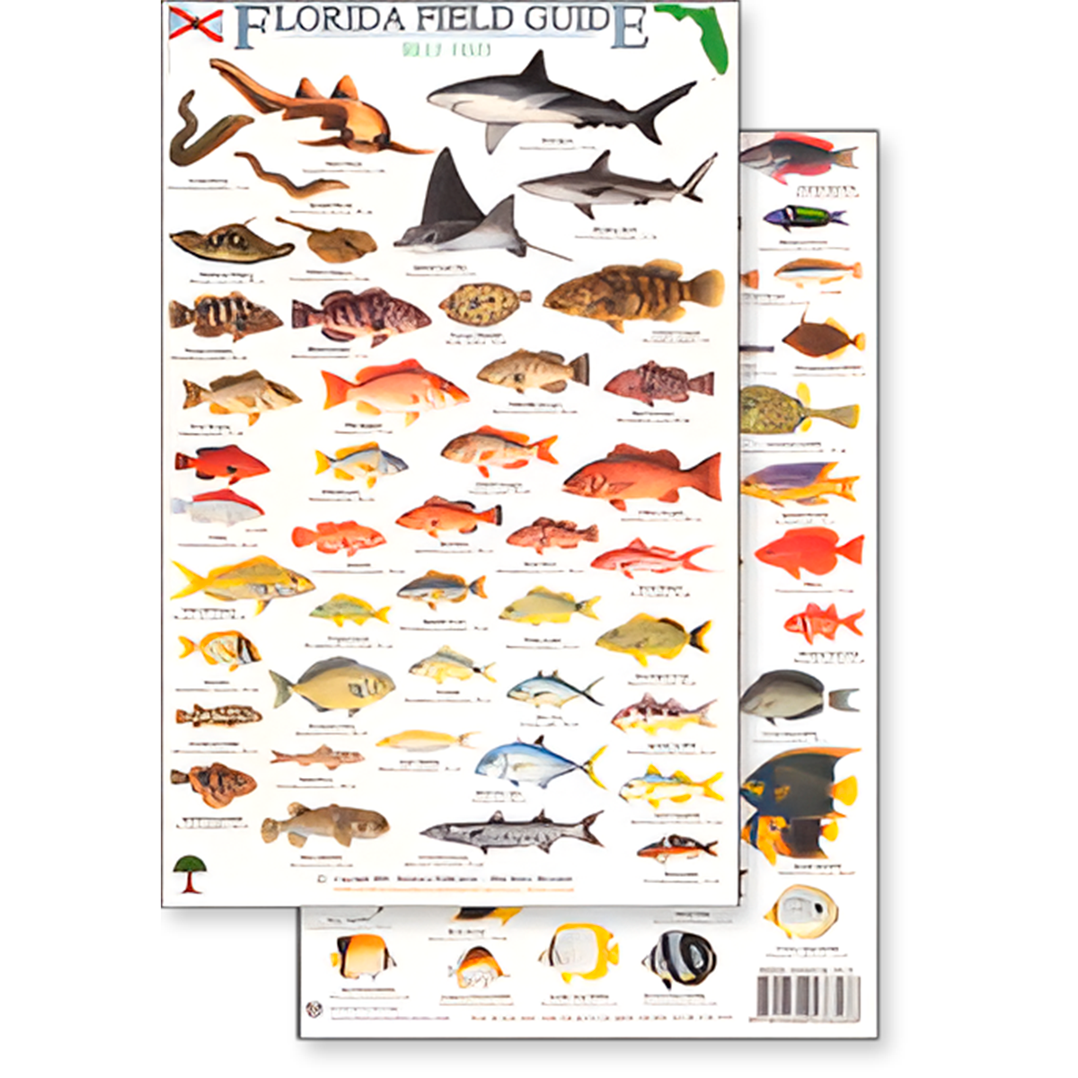 Florida Field Guide, Reef Fish