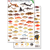 Florida Field Guide, Reef Fish
