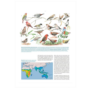 The Largest Avian Radiation: The Evolution of Perching Birds, or the Order Passeriformes