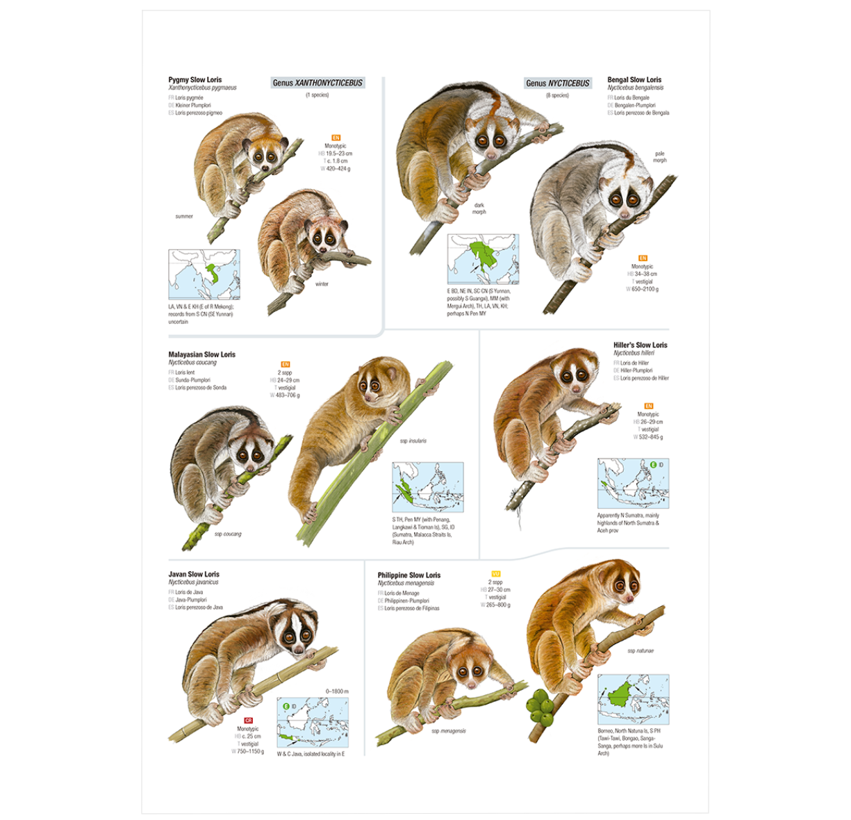 Biomweb All the Mammals of the World ²⁵ - BIOWEB USA