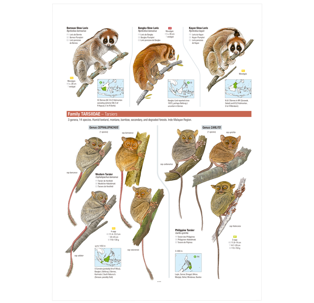 Biomweb All the Mammals of the World ²⁵ - BIOWEB USA