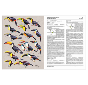 Handbook of the Birds of the World Vol.7: Jacamars to Woodpeckers