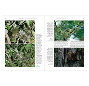 Handbook of the Birds of the World Vol. 9: Cotingas to Pipits and Wagtails