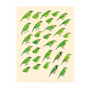 Handbook of the Birds of the World Vol.10: Cuckoo-shrikes to Thrushes