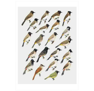 Handbook of the Birds of the World Vol.10: Cuckoo-shrikes to Thrushes