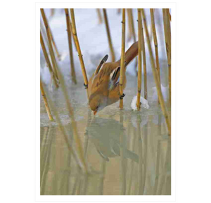 Handbook of the Birds of the World Vol.12: Picathartes to Tits and Chickadees