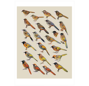 Handbook of the Birds of the World Vol.12: Picathartes to Tits and Chickadees