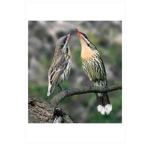 Handbook of the Birds of the World Vol.13: Penduline-tits to Shrikes