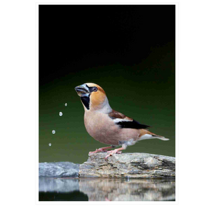 Handbook of the Birds of the World Vol. 15: Weavers to New World Warblers
