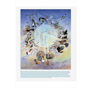 The Largest Avian Radiation: The Evolution of Perching Birds, or the Order Passeriformes