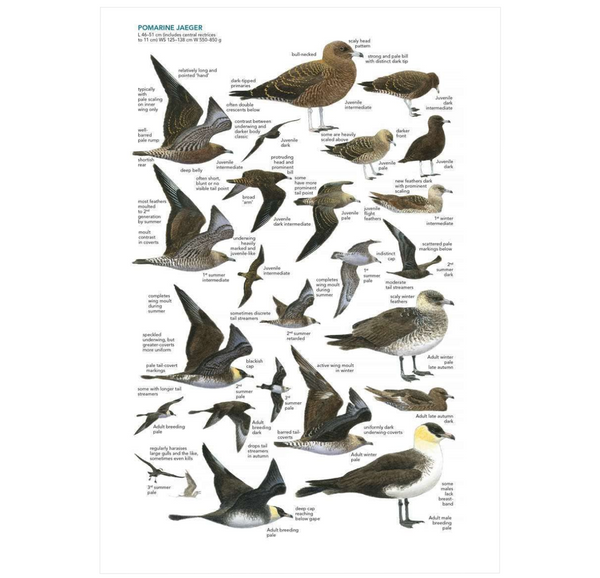 Seabirds: The New Identification Guide ²⁵ - BIOWEB USA