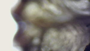 B120 Series Binocular Compound Microscope 40X–2500X with Siedentopf Head, 3D Mechanical Stage and 3 MP Digital Camera