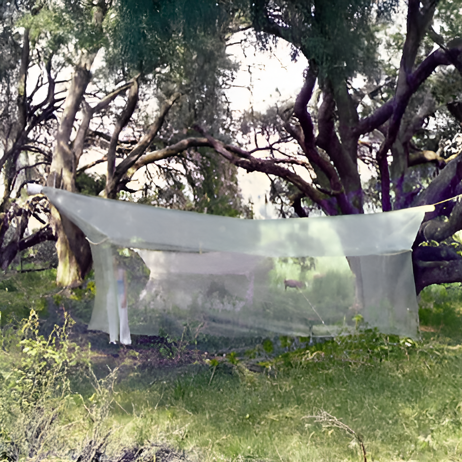 Standard 6-Meter Malaise Trap