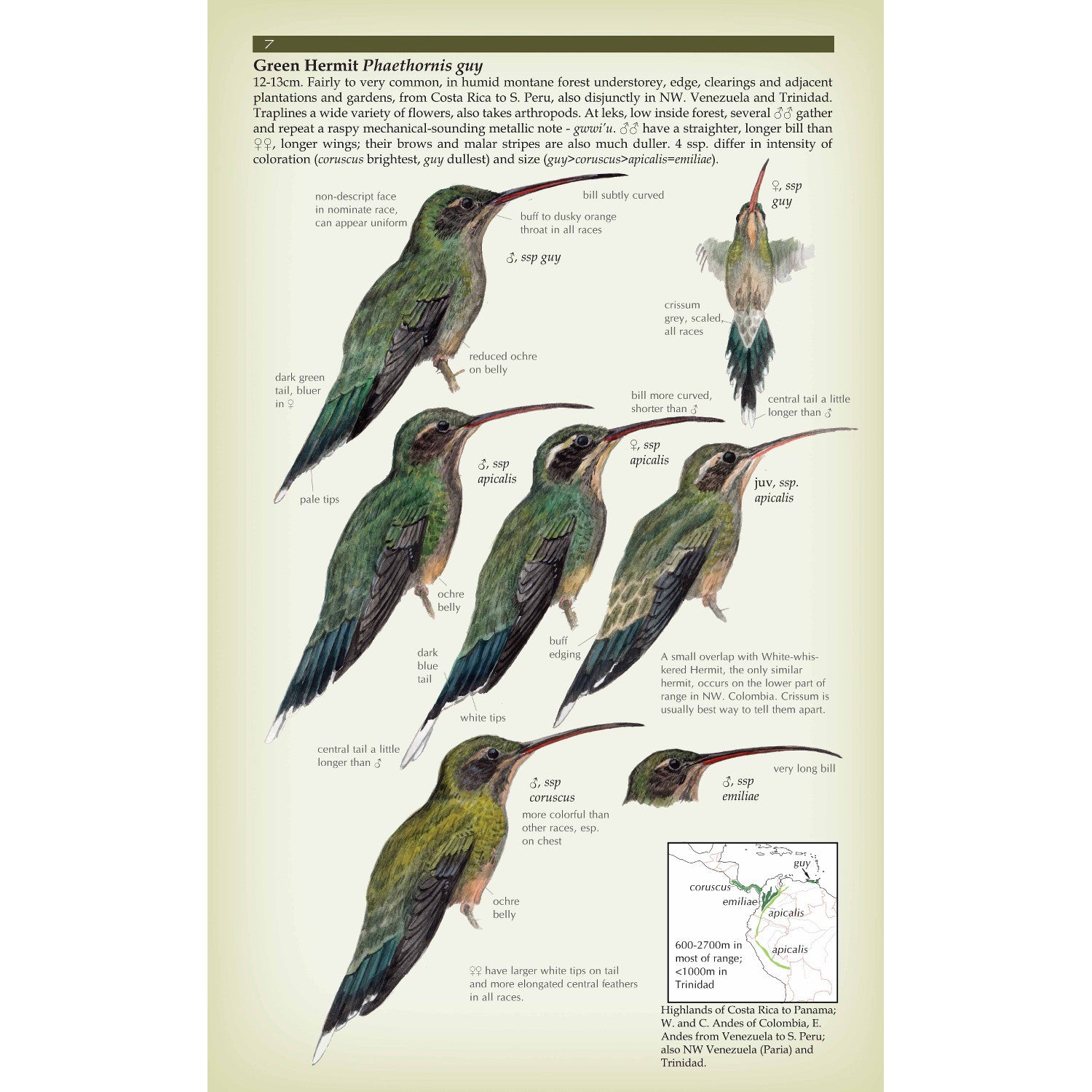 Hummingbird Field Guide Field Guide to the Hummingbirds ²⁵ - BIOWEB USA