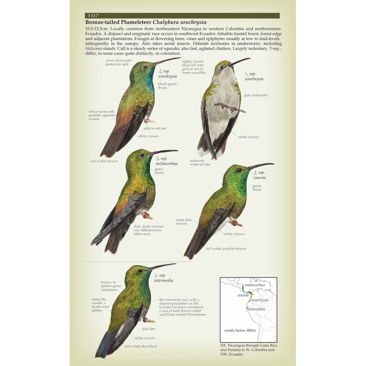 Hummingbird Field Guide Field Guide to the Hummingbirds ²⁵ - BIOWEB USA