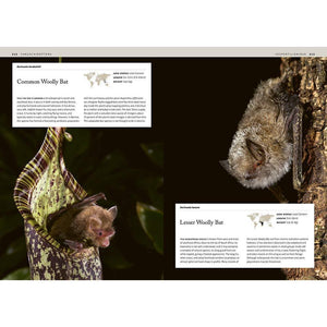 Bats: An Illustrated Guide to All Species