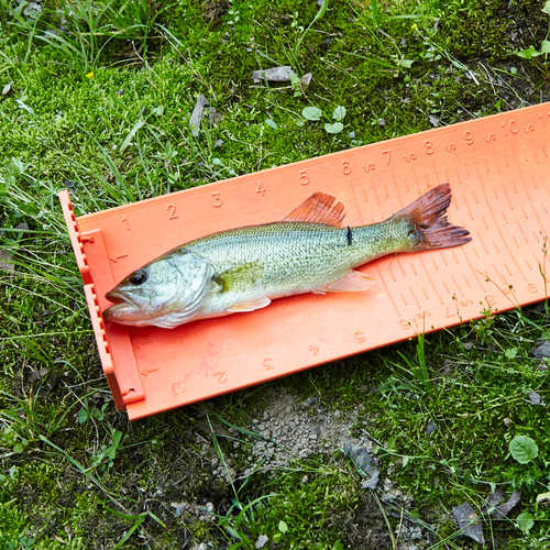 WaterMark Collapsible Fish Measuring Board - BIOWEB USA