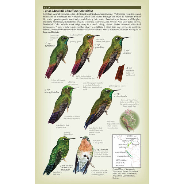 Hummingbird Field Guide Field Guide to the Hummingbirds ²⁵ - BIOWEB USA