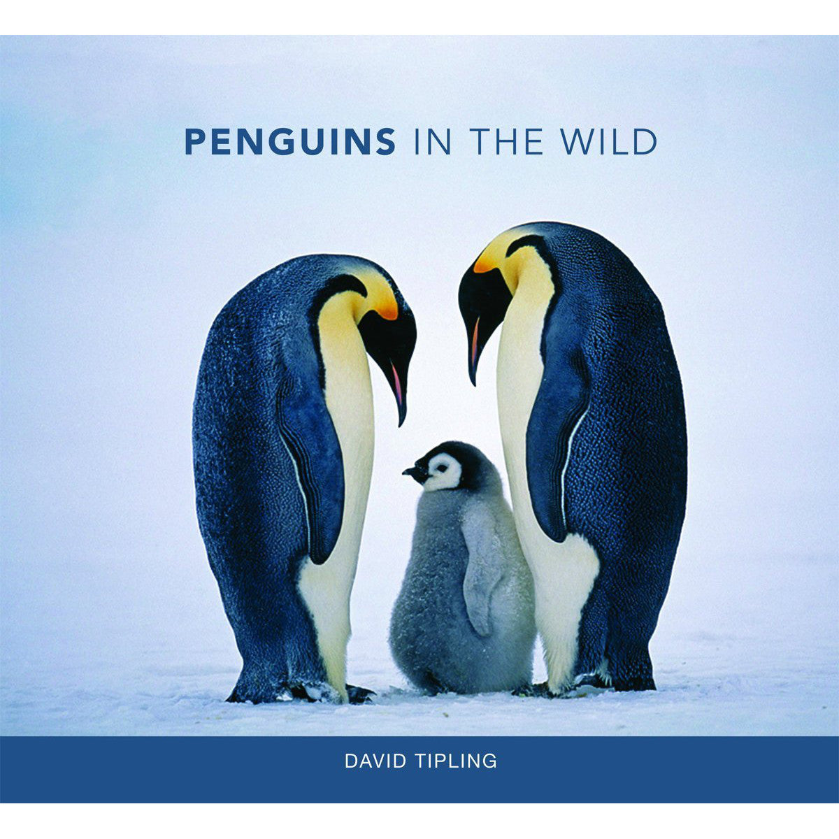 pingüinos en estado salvaje