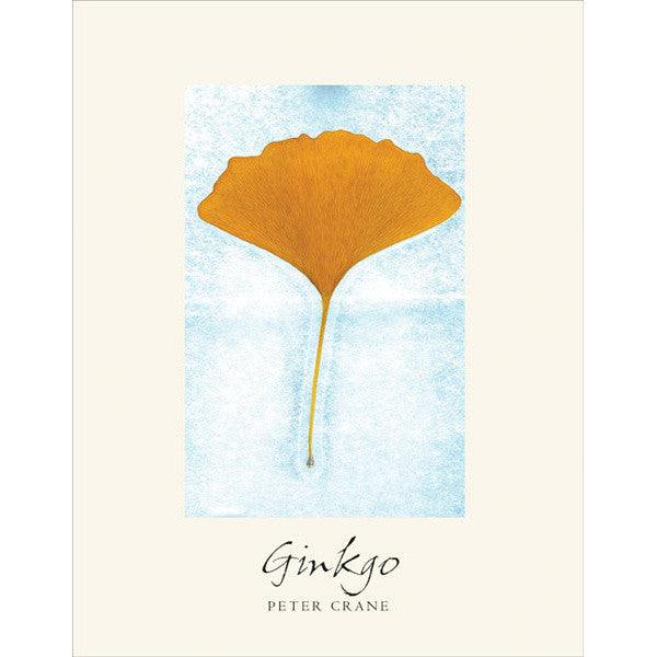 Ginkgo: el árbol que el tiempo olvidó