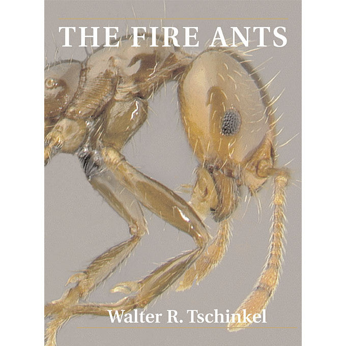 Las hormigas de fuego