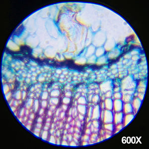 Kit de microscopio biológico Amscope-KIDS para principiantes