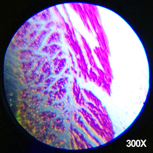 Kit de microscopio biológico Amscope-KIDS para principiantes