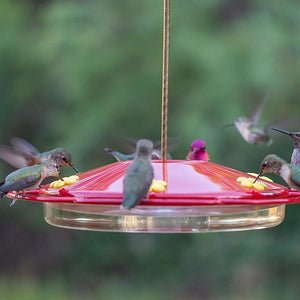 Perky-Pet Oasis Hummingbird Feeder