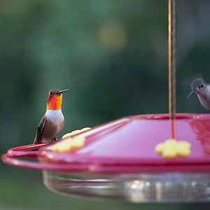Perky-Pet Oasis Hummingbird Feeder