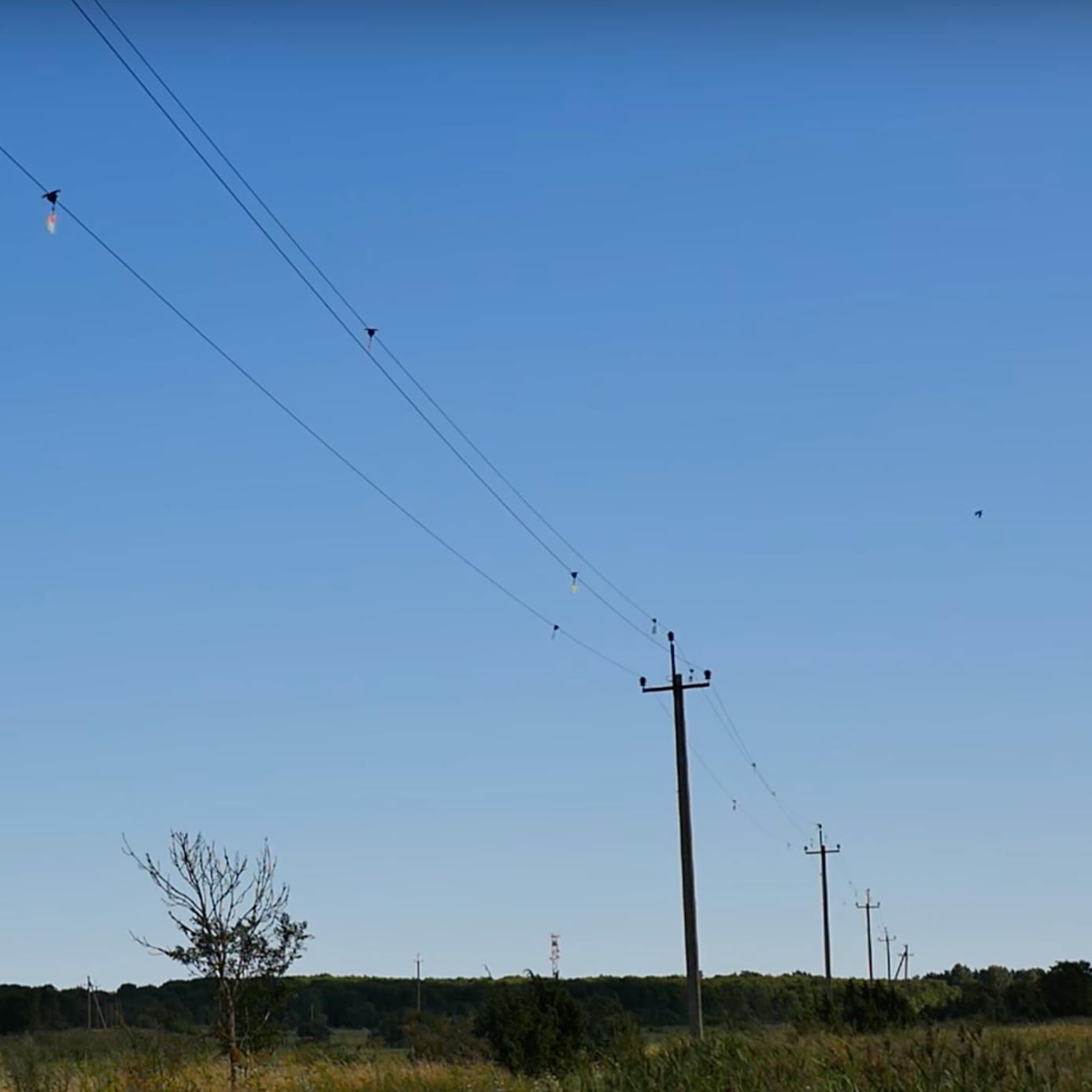 Ff Bird Visual Repellers - BIOWEB USA