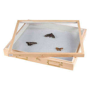 Model 2512S Cornell University Insect Cabinet