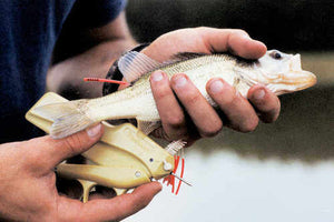 Floy T-Bar Anchor Fish Etiquetas