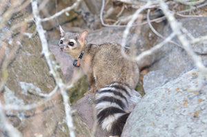 MI-2 attached to a ringtail (Bassariscus astutus). Photo: David Wyatt (2013).