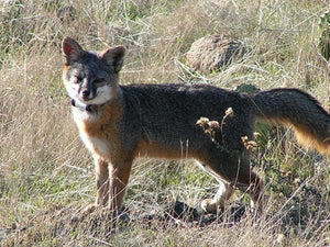 MI-2 transmitter attached to an island fox (Urocyon littoralis). Photo: Julie King (2011).