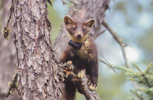 MI-2 transmitter attached to a pine marten (Martes americana). Photo: Philip A. Wiebe (2002).