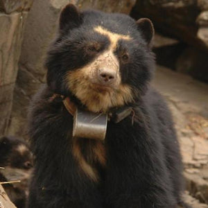 NorthStar Standard Satellite Tracking Collars